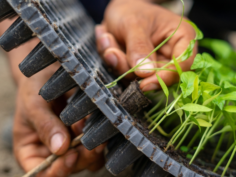 Integrating climate change knowledge into agricultural education