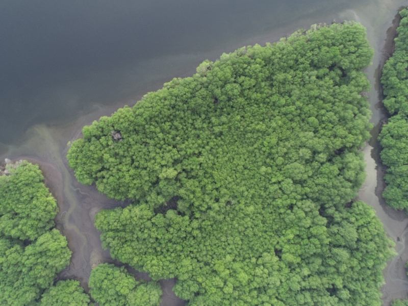 mangrove